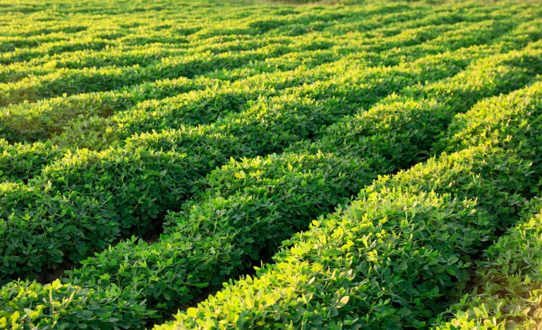 Em janeiro, Valor Bruto da Produção do agro do Brasil alcançou R$ 1,41 trilhão